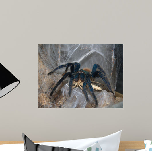 Vogelspinne Wall Mural