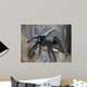 Vogelspinne Wall Mural