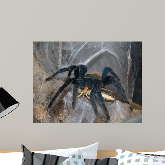 Vogelspinne Wall Mural