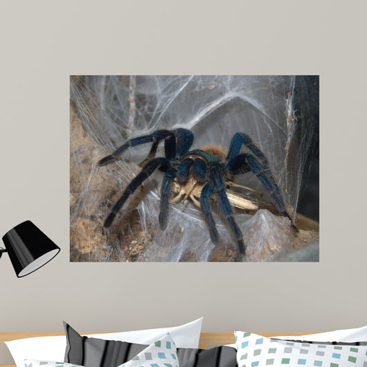 Vogelspinne Wall Mural