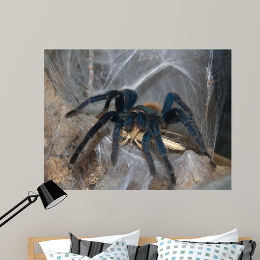Vogelspinne Wall Mural