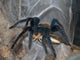 Vogelspinne Wall Mural