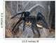 Vogelspinne Wall Mural
