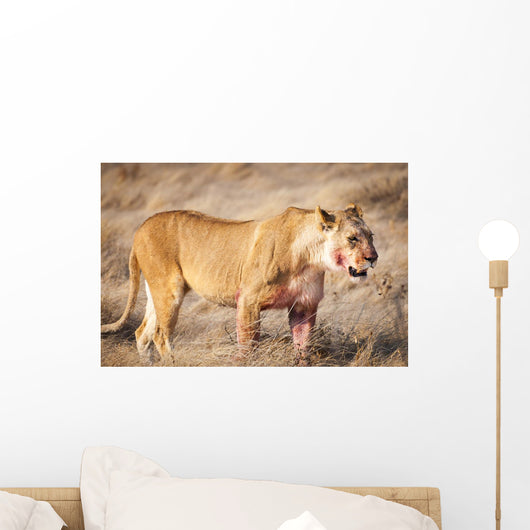 Lioness in the dry grass in the Etosha National Park in Namibia, Africa Wall Mural