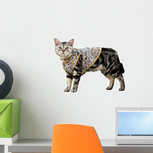 American shorthair cat. Isolated on white background with copy s Wall Decal