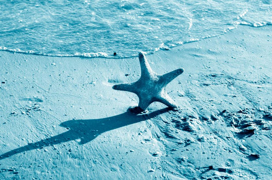Starfish Wall Mural