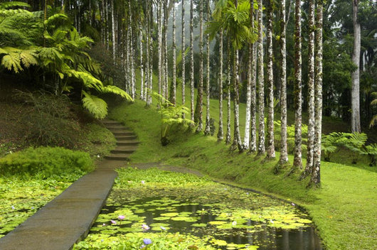 France, Martinique, backyard Wall Mural
