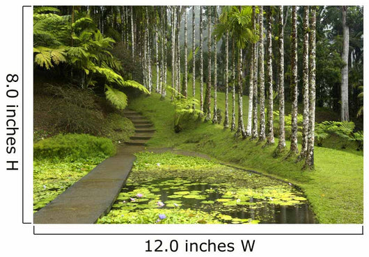 France, Martinique, backyard Wall Mural