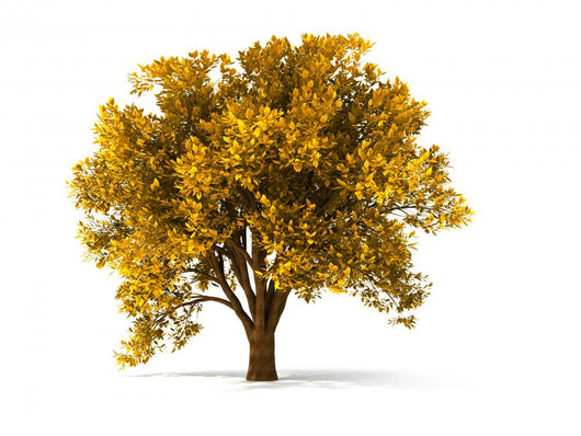 3d autumnal tree Wall Decal