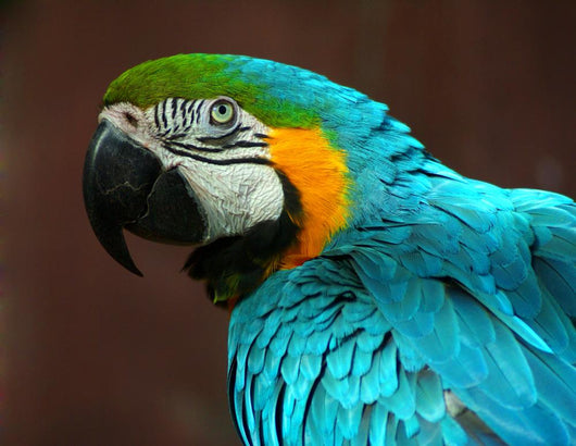 Parrot Wall Mural