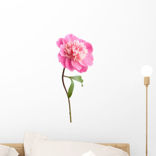 pink peony flower isolated Wall Decal