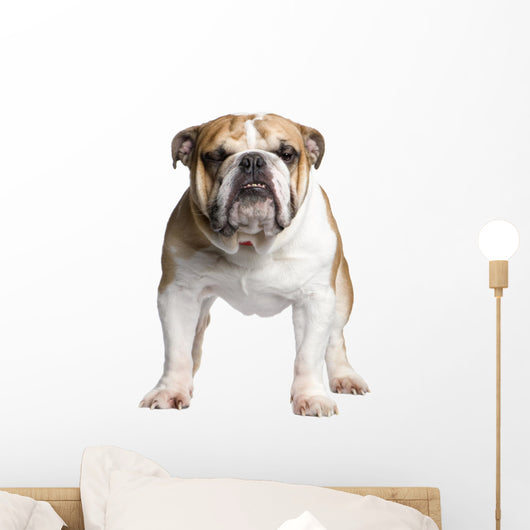 English Bulldog 3 Years Wall Decal