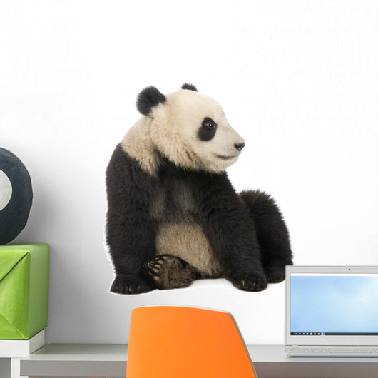 Young Giant Panda Wall Decal