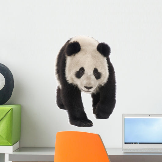 Giant Panda (18 months) - Ailuropoda melanoleuca Wall Decal