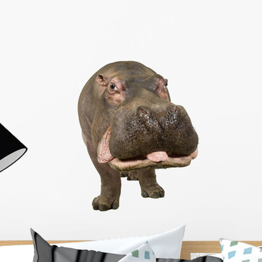 Hippopotamus - Hippopotamus Amphibius 30 Years Wall Decal