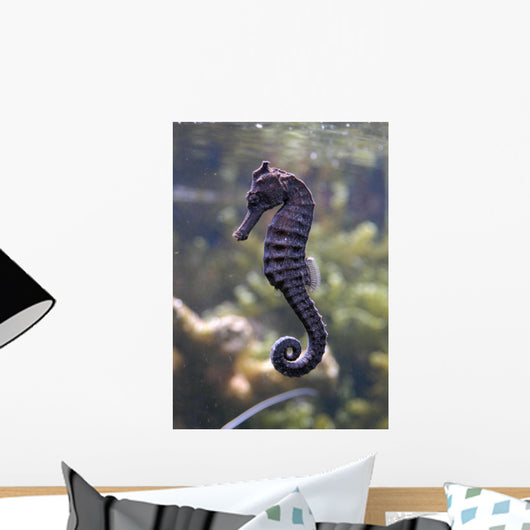 Sea Horse Wall Decal