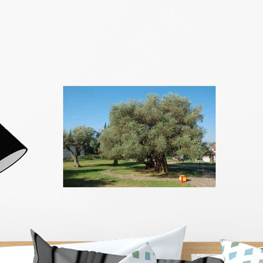 Oldest Olive Tree World Wall Decal
