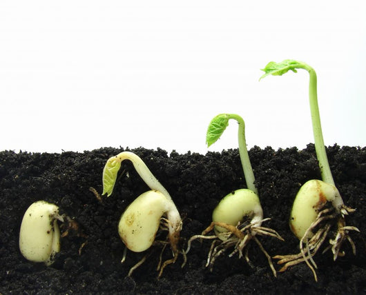 Germinating Beans Wall Decal