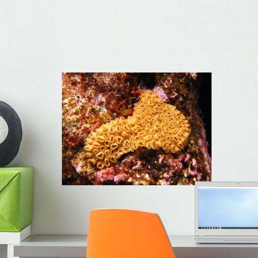 Sternenkoralle-star Coral Wall Decal