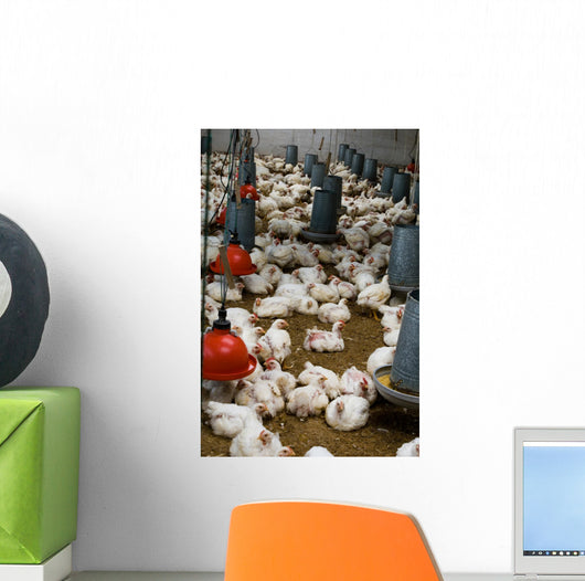 The farm for raising broilers Wall Mural