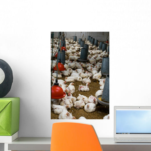 The farm for raising broilers Wall Mural