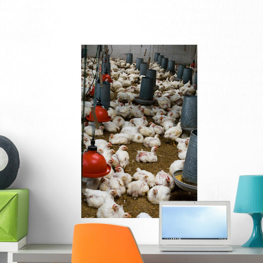 The farm for raising broilers Wall Mural