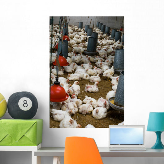 The farm for raising broilers Wall Mural
