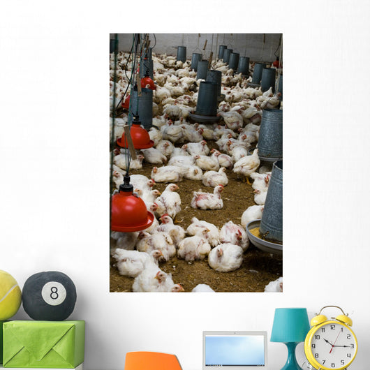 The farm for raising broilers Wall Mural