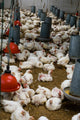 The farm for raising broilers Wall Mural
