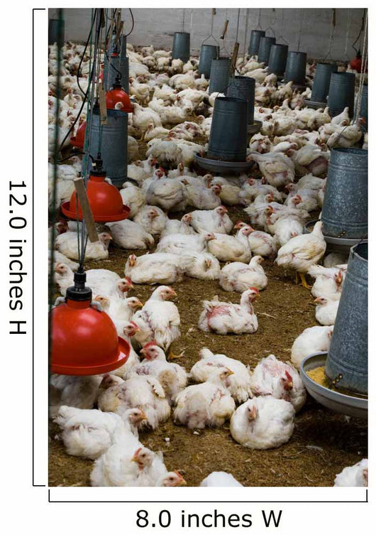 The farm for raising broilers Wall Mural