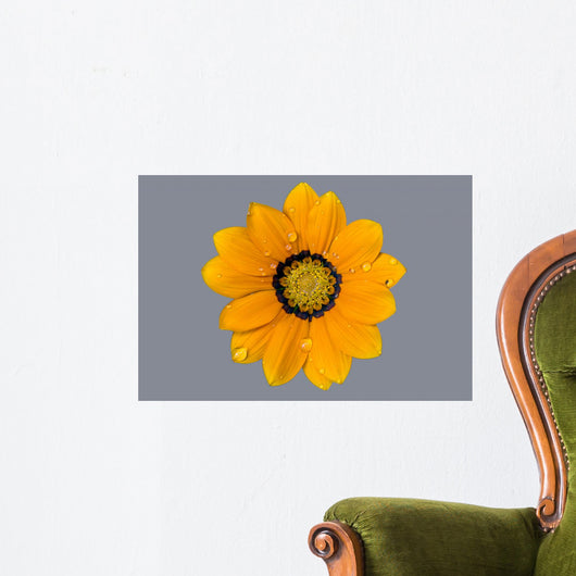 Yellow flower after a rain, drops on petals Wall Mural