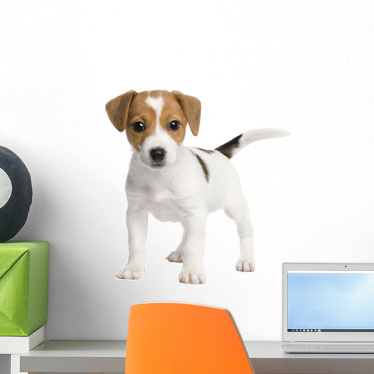 Puppy Jack Russell 7 Weeks Wall Decal