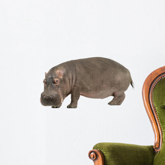 Photo Realistic Hippopotamus Wall Decal