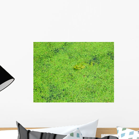 Frog Duckweed Wall Decal
