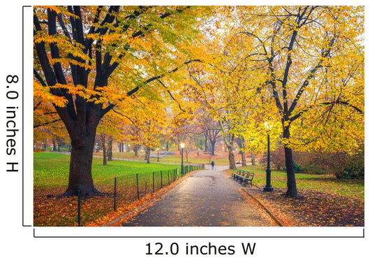 Central park at foggy morning, New York City, USA Wall Mural