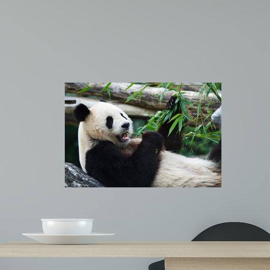 Eating Panda Wall Mural
