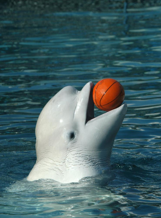 White Whale Playing Basketball Wall Mural