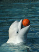 White Whale Playing Basketball Wall Mural