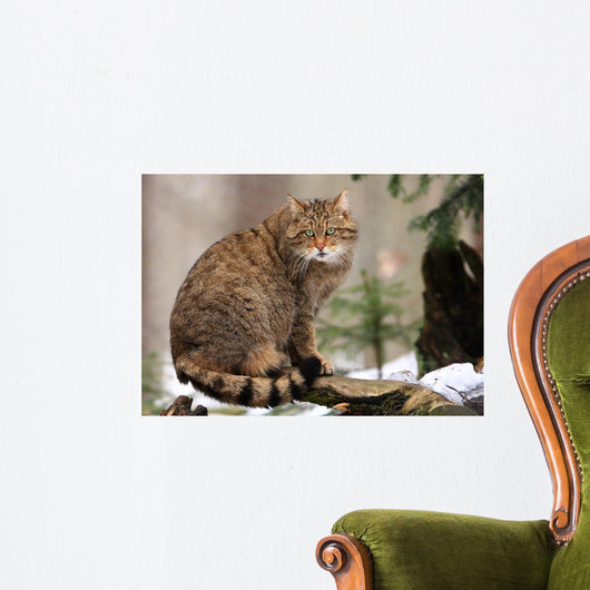 European Wildcat Wall Mural