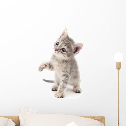 Small gray kitten. Wall Decal