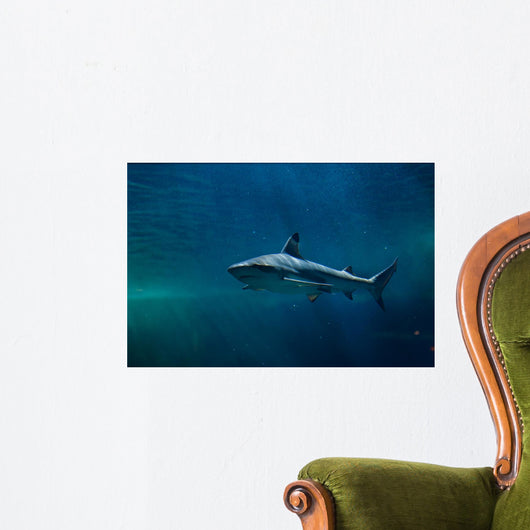 Blacktip Reef Shark Carcharhinus Wall Decal Design 2