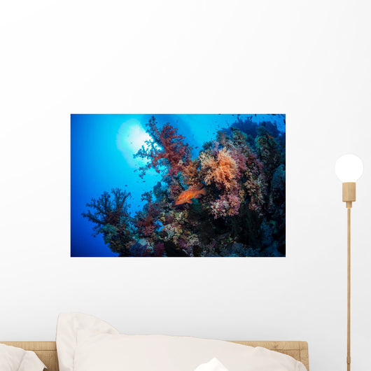 Grouper Watches Warily Reef Wall Decal