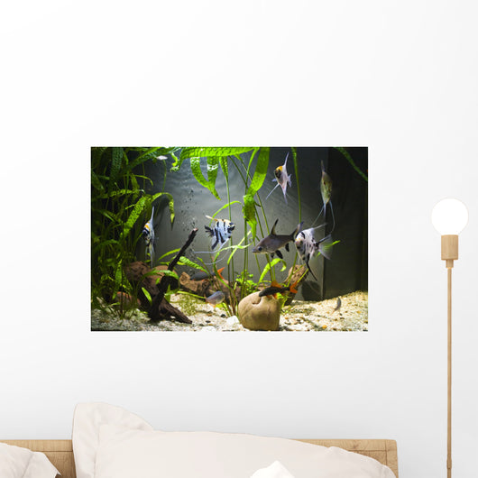 Freshwater Aquarium Wall Mural