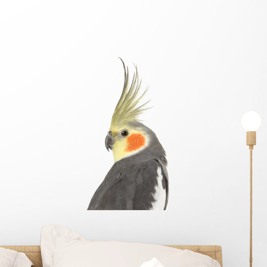 Cockatiel - Nymphicus hollandicus Wall Decal