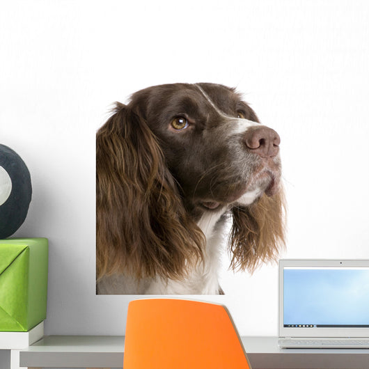 English Springer Spaniel 2 Years Wall Decal