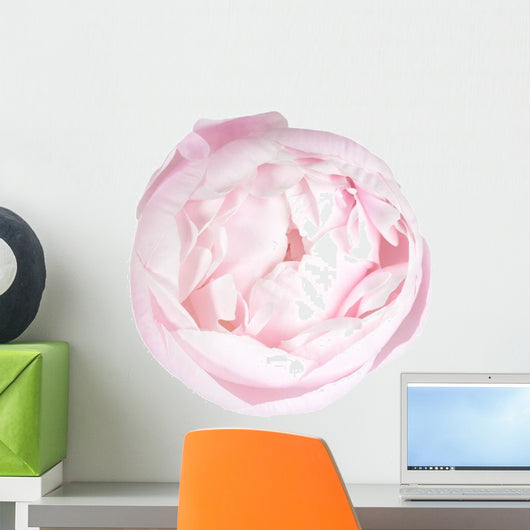 Closed Pale Pink Peony Wall Decal