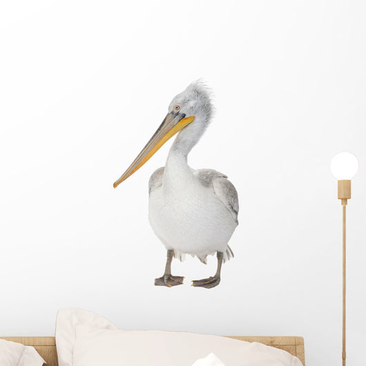 Dalmatian Pelican - Pelecanus crispus(18 months) Wall Decal