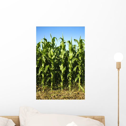 Corn Field Wall Mural
