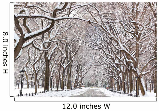 Central Park Walk Wall Mural