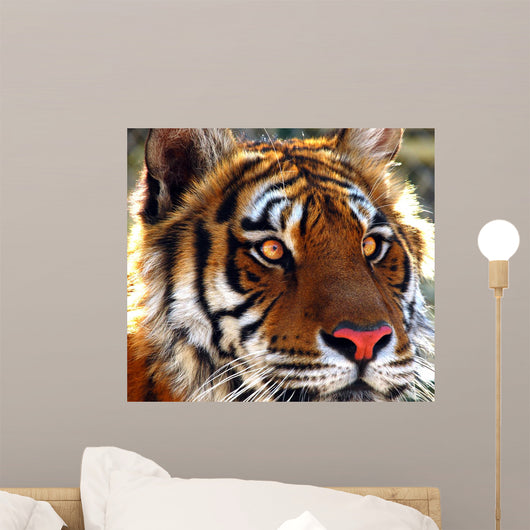 Cats Eyes Wall Mural